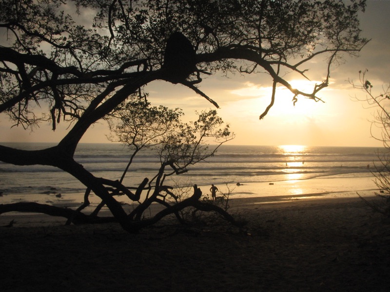 A tree silhouetted against the sunset over Playa Santa Teresa